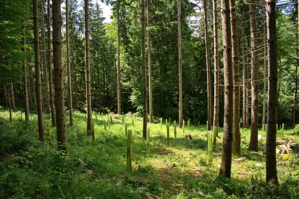 Quelle est la meilleure méthode de reforestation pour les zones dégradées par l'extraction minière ?